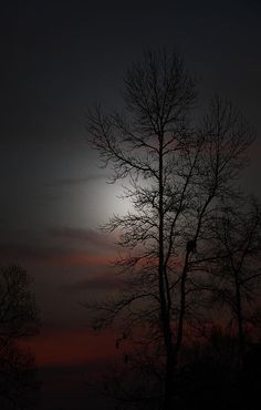 the sun is setting behind some trees in the dark sky with no leaves on them