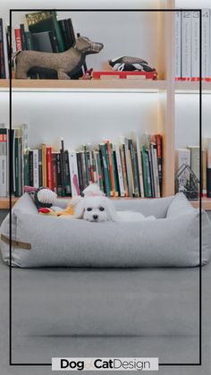 a white dog laying on top of a bed in front of a book shelf filled with books