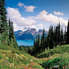 a scenic view of a mountain lake surrounded by wildflowers and pine trees in the foreground