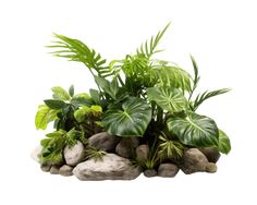 an assortment of plants and rocks on a white background