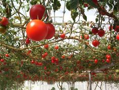 tomatoes growing on the vine in a greenhouse