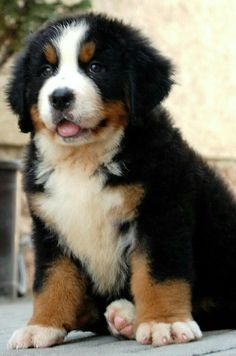 a black and brown puppy sitting on the ground