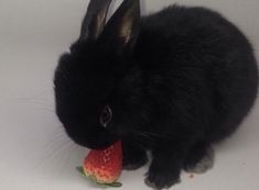 a black rabbit eating a strawberry on a white surface