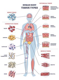 the human body and its different types of tissues, including stomachs, livers, kidney