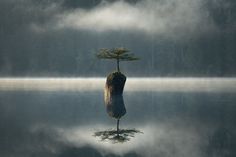 a lone tree is standing on top of a rock in the middle of a lake