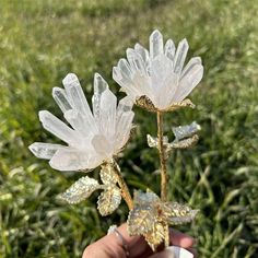 a hand holding two clear flowers in front of some green grass and grass behind it