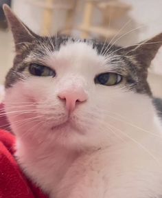 a close up of a cat laying on a person's lap and looking at the camera