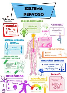 the diagram shows different types of nervous systems