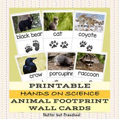 printable animals on science animal footprints and wall cards for kids to use in the classroom