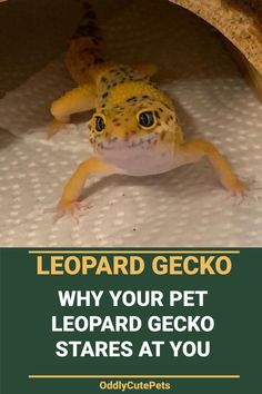 a yellow and black gecko sitting on top of a white sheet with the words leopard gecko why your pet leopard gecko stares at you