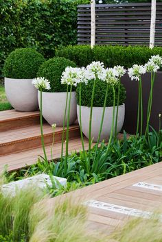 some white flowers are in large planters on the steps and grass is growing next to them