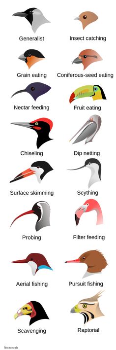 the different types of birds that can be seen in spanish