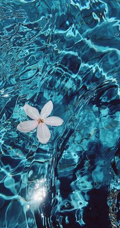 a white flower floating on top of blue water