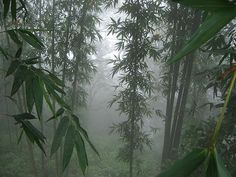 foggy forest with lots of trees and plants in the foreground on a rainy day