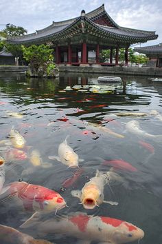 many fish are swimming around in the water