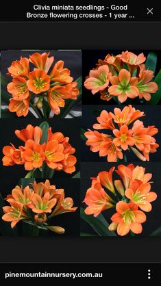 an orange flower is shown in four different pictures, with the same color as it appears