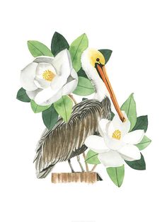 a watercolor painting of a pelican and white flowers on a tree branch