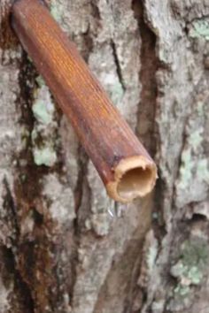 Throughout much of North America, tree sugaring time is near or already underway. Depending on the weather and your latitude, you will have trees with running sap between January and early March. Some of these trees can be sources of water if you get caught without anything to drink. Other trees can provide live-saving calories at one of the roughest times of the year for survival. I Will Survive, Survival Ideas, Tree Sap, By Any Means Necessary, Zombie Survival, Apocalypse Survival, Homestead Survival