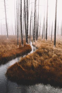 a stream running through a forest filled with tall brown grass and trees on a foggy day