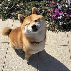 a brown and white dog sitting on top of a cement floor next to purple flowers