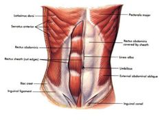 an image of the back muscles and their corresponding parts in english or spanish language, as well as some other words