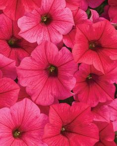 pink petunias are blooming in the garden