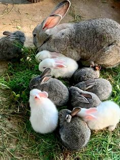 several rabbits are huddled together in the grass