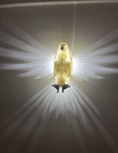 a yellow bird sitting on top of a white wall with light coming through it's wings