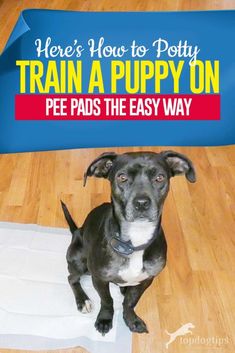 there's how to potty train a puppy on pee pads the easy way