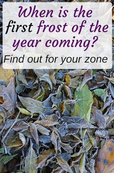 a pile of leaves with the words when is the first frost of the year coming? find out for your zone