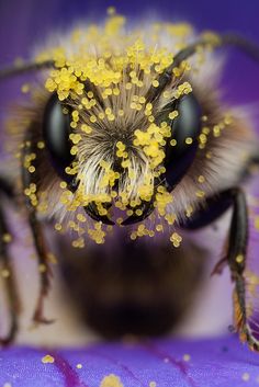 a close up view of a bee with yellow pollen on it's face and eyes