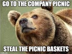 a bear that is looking at something with the caption go to the company picnic steal the picnic baskets