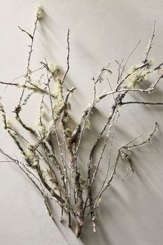 branches with white moss on them against a wall