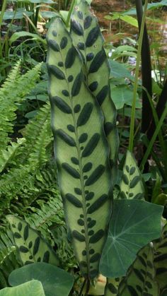 a large green plant with black spots on it's leaves in the middle of some plants