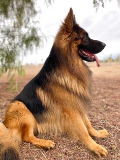 a large brown and black dog sitting on top of a dry grass field next to a tree