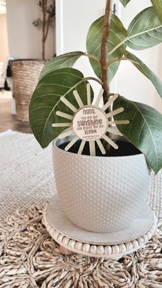 a potted plant sitting on top of a white table next to a wicker basket