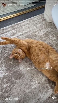 an orange cat laying on top of a rug