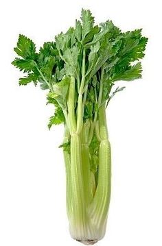 celery stalks in a glass vase on a white background