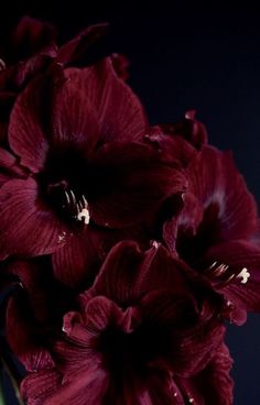 a vase filled with red flowers on top of a table