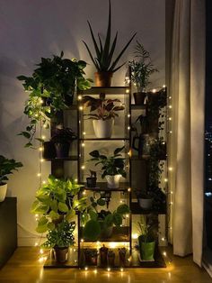 a shelf filled with potted plants next to a window covered in fairy lights and string lights