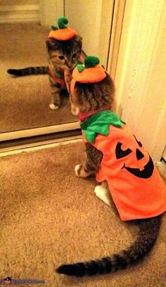 7 Halloween Costumes for Your Cat for 2023 | Cute Cat Outfits Cat And Owner Halloween Costumes, Cat Costumes For Cats, Cat In Halloween Costume, Halloween Costume For Cats, Halloween Aesthetic Cute, Kitten Halloween Costume, Halloween Costumes For Cats, Halloween Ideas Costumes, Halloween Kittens