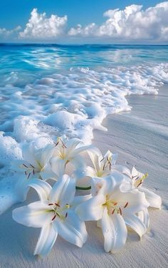 some white flowers are laying on the beach