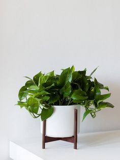 a potted plant sitting on top of a white shelf