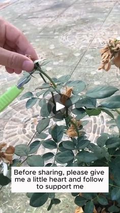 1.5M views · 21K reactions | Simple rose extraction at home #gardening #garden #gardeningtips #gardenlife #gardeninspiration #gardenideas #gardenlove #gardendesign #gardenersofinstagram #gardenersworld #garden_styles #gardenphotography #gardenlovers #gardenerslife #gardenart #gardenbeauty #gardensofinstagram #gardenplants #gardenviews #gardenersparadise #gardenista #gardeningcommunity #gardenloversclub #gardenaddict #gardeners #gardenerslife | Pro Gardening | Pro Gardening · Original audio Rose Propagation, Pruning Basil, Easy Rose, Plant Tips, Planting Tips, Home Garden Plants, Home Gardening, Simple Rose, Backyard Inspiration