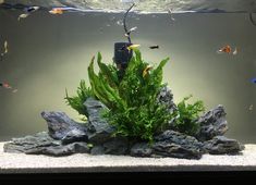 an aquarium filled with lots of green plants and rocks