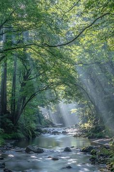 a stream running through a forest filled with lots of green trees and rocks on either side of it