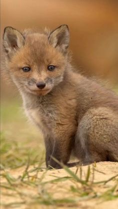 a baby fox is sitting on the ground