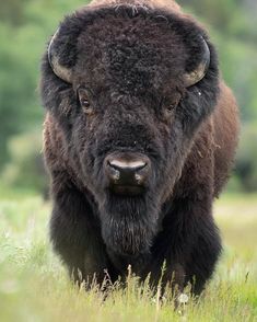 an adult bison standing in the grass looking at the camera