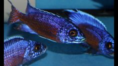 two blue and red fish in an aquarium