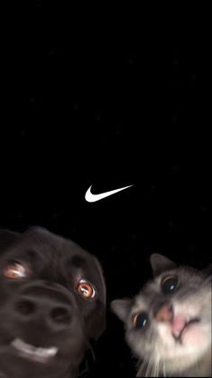 two dogs and a cat looking up at the camera with their eyes wide open in front of a black background